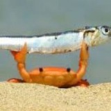 Telegram profile photo for koililfish