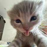 Telegram profile photo for Кошачий кружок 🐱