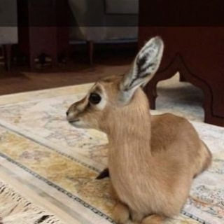 Telegram profile photo for عاشق『🦌』 الغزلان