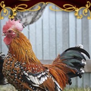Telegram profile photo for Питомник редких пород кур Эталон Красоты