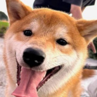 Telegram profile photo for Hachi-Kun | The New Dog Of KabosuMama