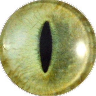 Telegram profile photo for — Ju