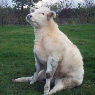 Telegram profile photo for Cows Cows Cows
