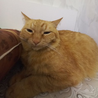Telegram profile photo for соник экзе