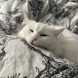 Telegram profile photo for Gena Ректанулся 3.0 Cumback
