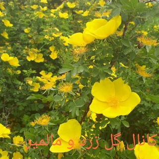 Telegram profile photo for گل زرد و مالمیر