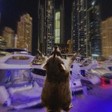 Telegram profile photo for выплаты/реп sl1ppy_raccoon