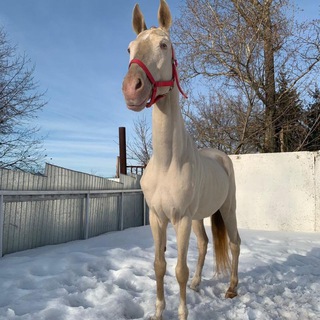 Telegram profile photo for 🐎Ахалтекинцы🐎