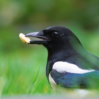Telegram profile photo for Corvid gifs