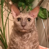 Telegram profile photo for Клёпушка