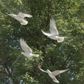 Telegram profile photo for Ṭareeq Al-Ghurabā