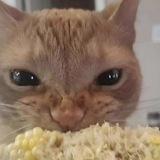 Telegram profile photo for Кооператив "Озеро"