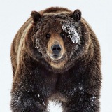 Telegram profile photo for ГЛК «Медвежья Долина»