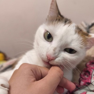 Telegram profile photo for Квартира Долиной💅