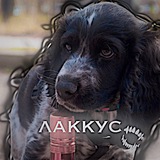 Telegram profile photo for жизнь ушастого
