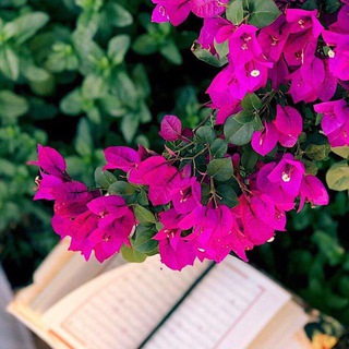 Telegram profile photo for 🎉 تحفيزات لِحافظات القرآن