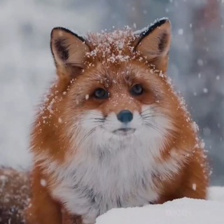 Telegram profile photo for Animals