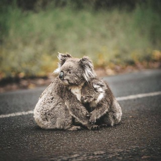 Telegram profile photo for Aussies United