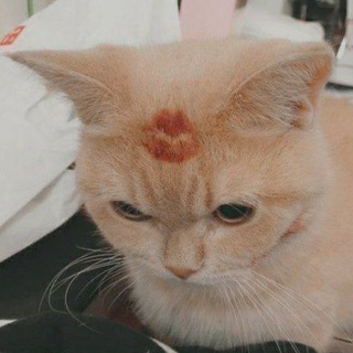 Telegram profile photo for матье бля