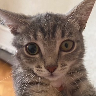 Telegram profile photo for Nix