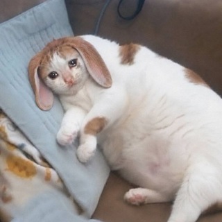 Telegram profile photo for pepetags опытный котозаяц