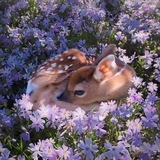 Telegram profile photo for little doe