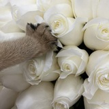Telegram profile photo for 𝒾𝓇𝓈💌