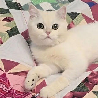 Telegram profile photo for Кот по имени Саня 🐱