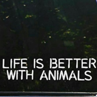 Telegram profile photo for Animals world 🌍💫
