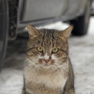 Telegram profile photo for Коти!