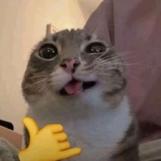 Telegram profile photo for Записки Мичии 🎻