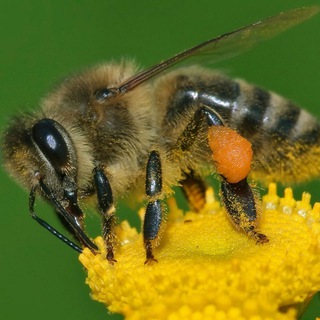 Telegram profile photo for 🐝 فواید محصولات زنبور عسل