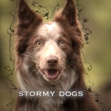 Telegram profile photo for 𝐒𝐓𝐎𝐑𝐌𝐘 𝐃𝐎𝐆𝐒