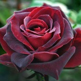 Telegram profile photo for سعدی جان