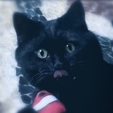 Telegram profile photo for мерзопакость.