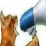 Telegram profile photo for -кот в стакане-
