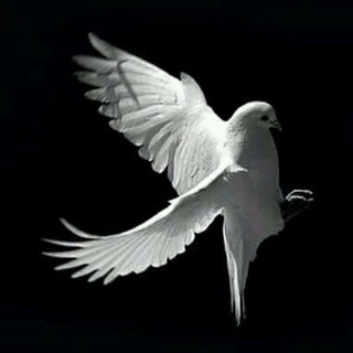 Telegram profile photo for حَرف إنساْن
