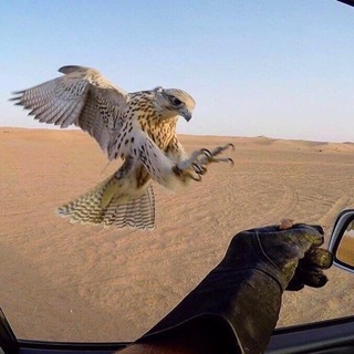 Telegram profile photo for ثَـار .