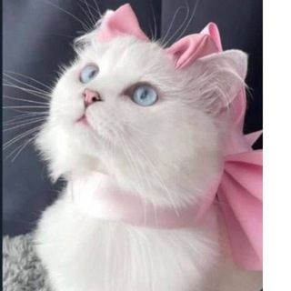 Telegram profile photo for Girlsss