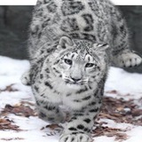 Telegram profile photo for 𝒞ְۣׅؔ᤺ᝳσρყ𝒸𝓪⃥̸ƚ Info