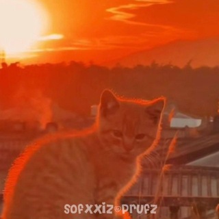 Telegram profile photo for sofxxiz_prufz