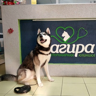 Telegram profile photo for Багира