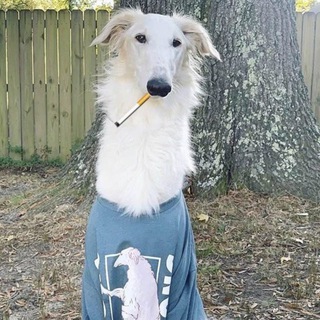 Telegram profile photo for чери