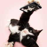Telegram profile photo for Черно-белые кошки 😍
