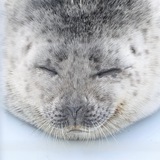 Telegram profile photo for тюлени каждый день