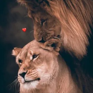Telegram profile photo for نــون الـ ڣۿِد 🪬.