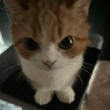 Telegram profile photo for penjelasan ceye's