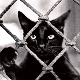Telegram profile photo for Кот Вася Чёрный