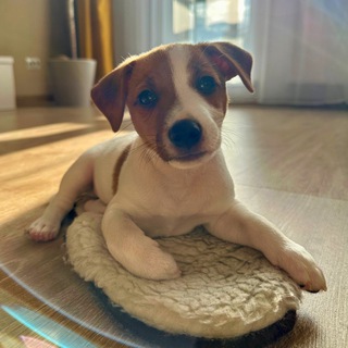 Telegram profile photo for ЛОТОС🐶
