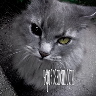 Telegram profile photo for graf addictedself/0679 | (plastic) черта зависимости
